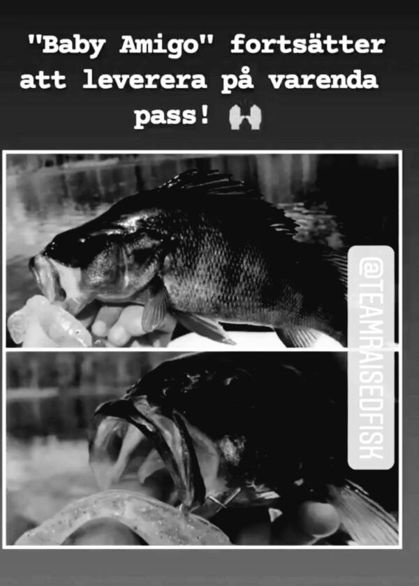 BABY AMIGO - NAMNLÖS. 8cm. - Bild 5